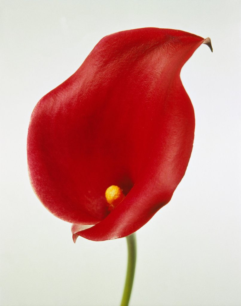 Detail of Calla by Corbis