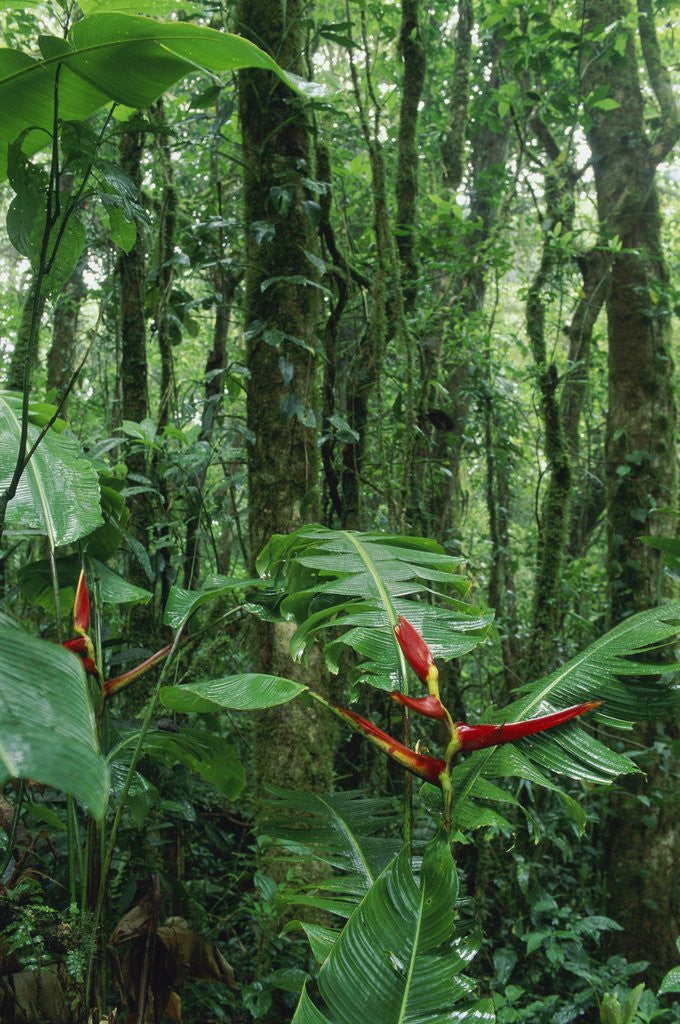 Detail of Heliconia flower, Costa Rica by Anonymous