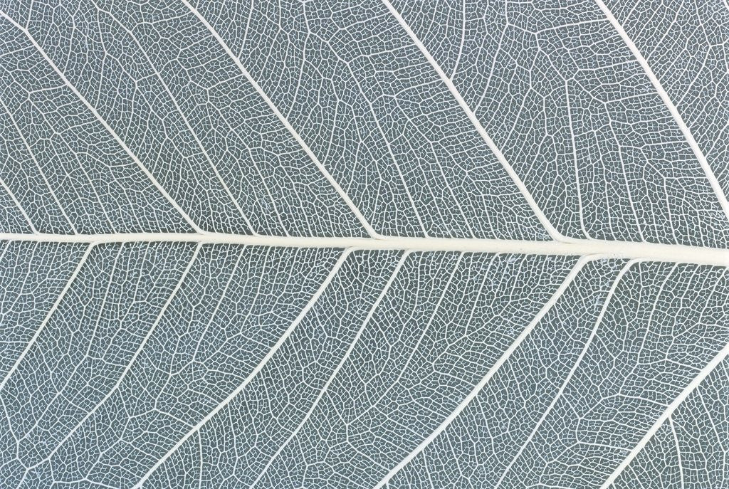 Detail of Leaf of a poplar, macro shot by Anonymous