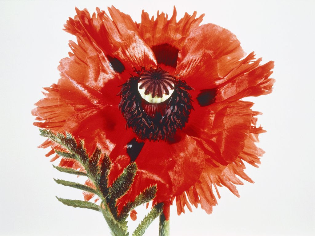 Detail of Red poppy blossom by Anonymous