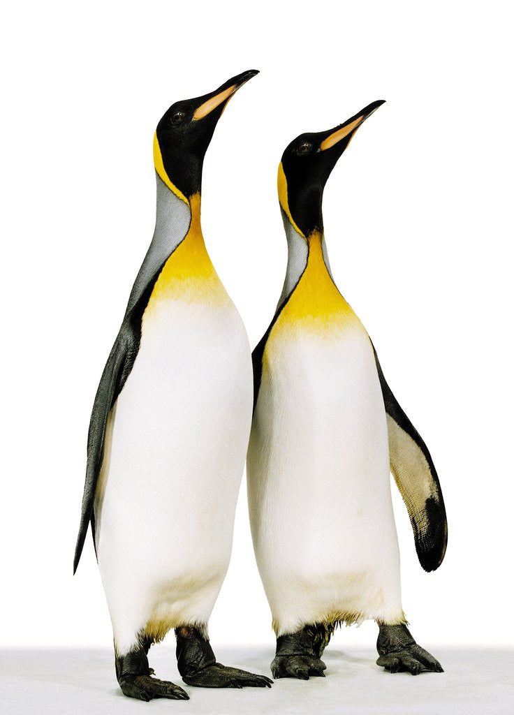 Detail of Two king penguins by Anonymous