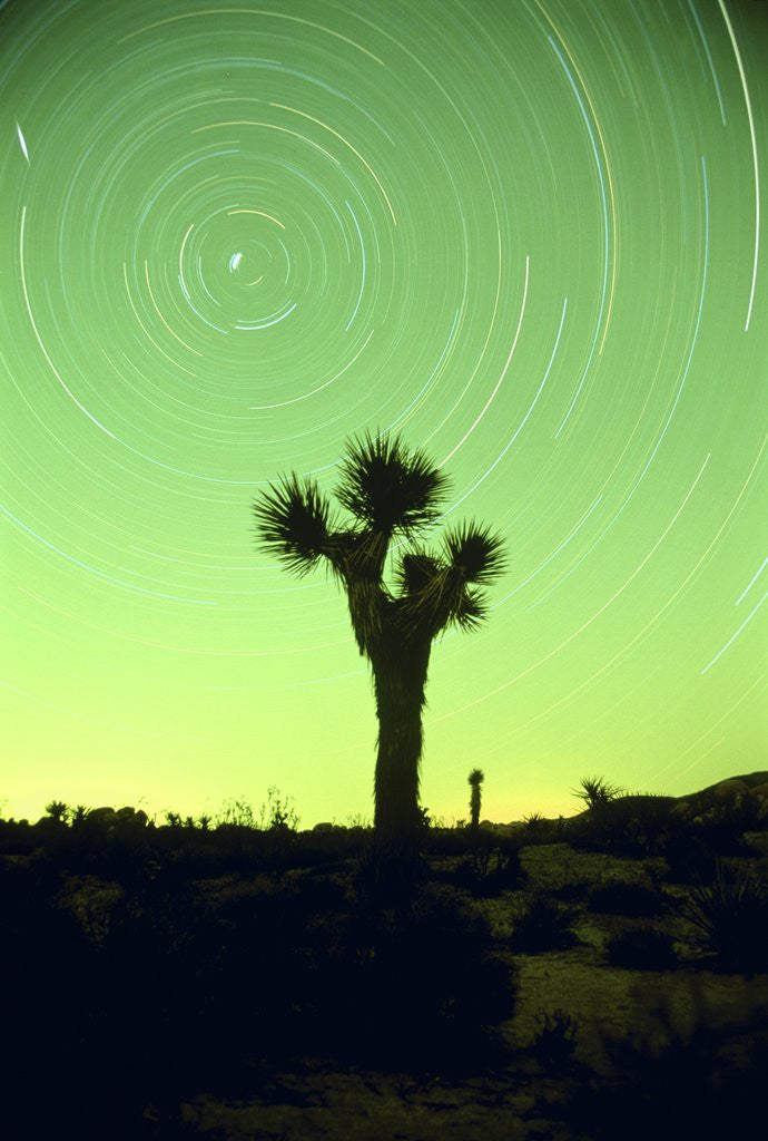 Detail of USA, California, Joshua Tree National Park and star trails at night by Anonymous