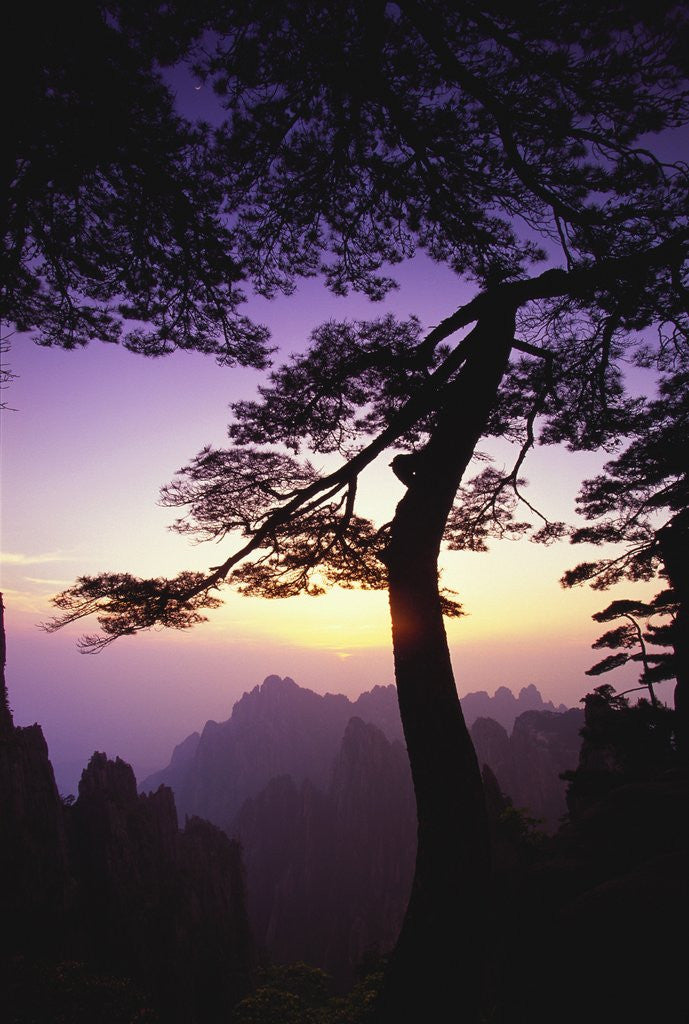 Detail of Huangshan Pine in the Huangshan Mountains by Anonymous