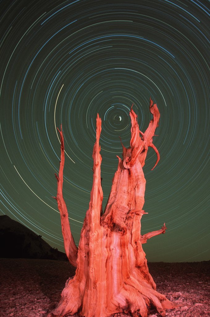 Detail of Star Trails and Bristlecone Pine Tree by Corbis
