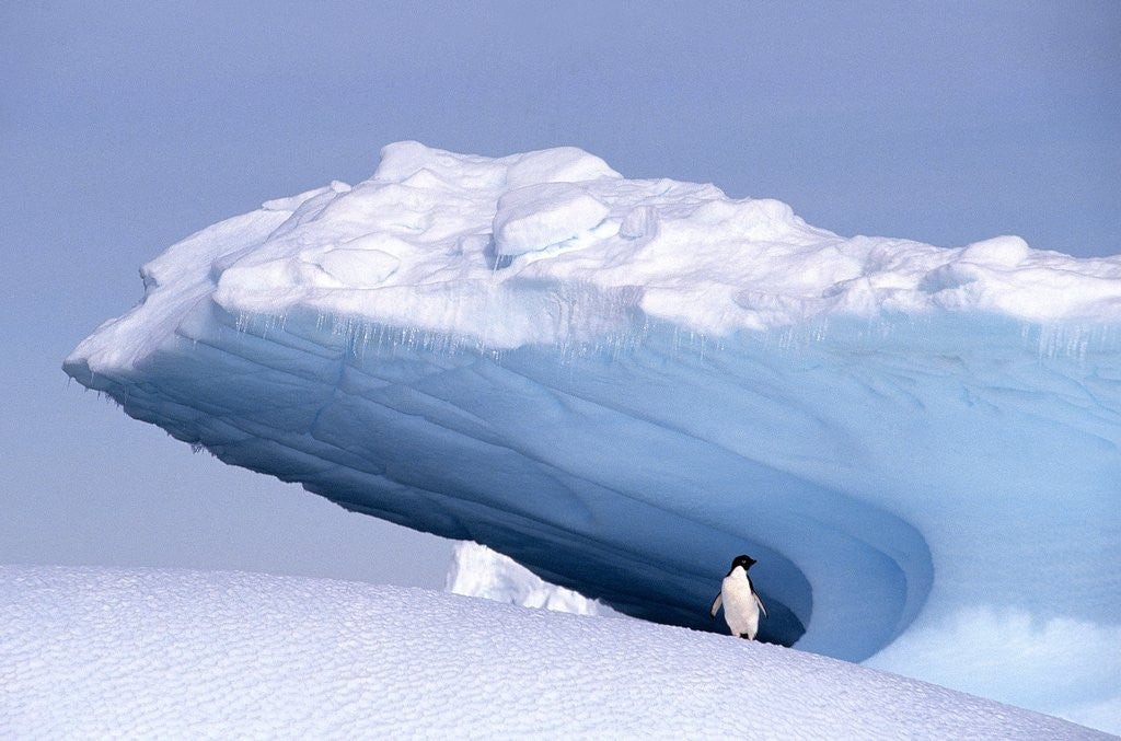 Detail of Antarctica, adelie penguin in front of iceberg by Anonymous