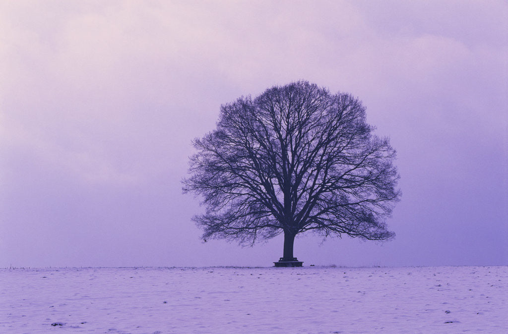 Detail of Oak tree, winter landscape, Germany by Anonymous