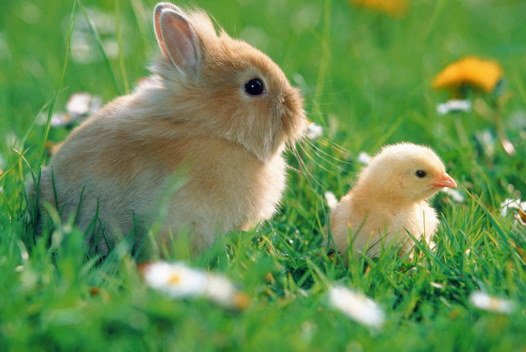 Detail of Chick and pygmy rabbit in the grass by Corbis