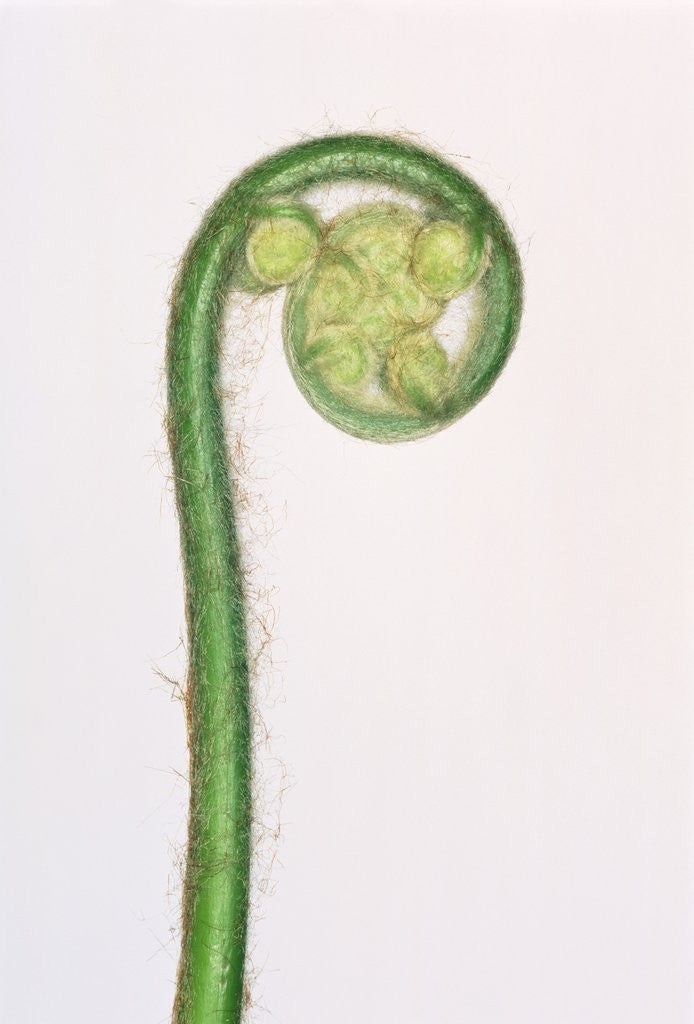 Detail of Tree Fern Fiddlehead by Corbis