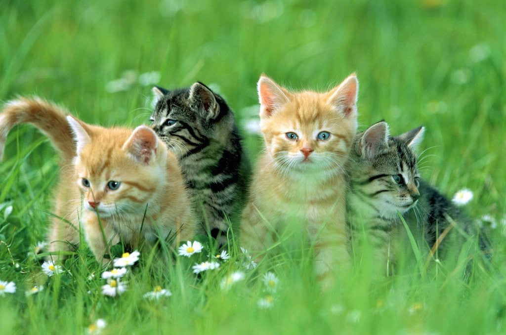 Detail of Four Kittens by Anonymous