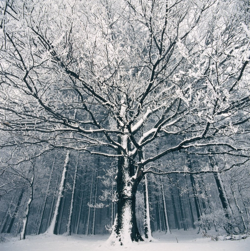 Detail of Snowcovered forest by Anonymous