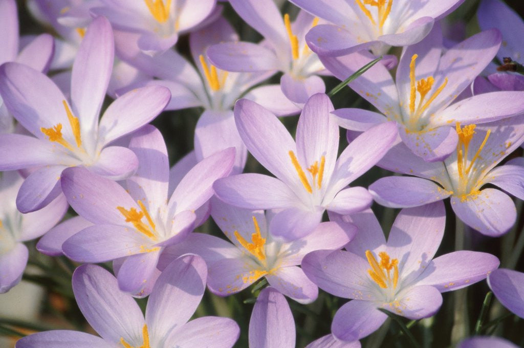Detail of Flowers of Crocus by Anonymous