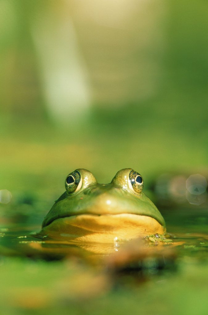 Detail of Bull Frog by Corbis