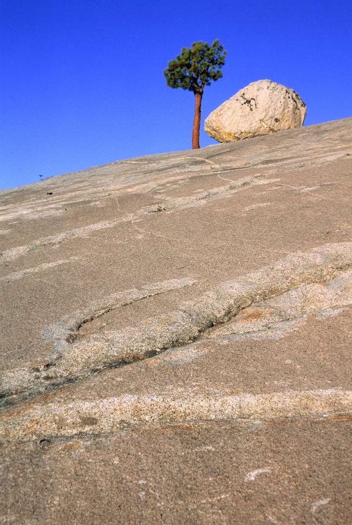 Detail of USA, California, Yosemite National Park, Pine tree and rock by Anonymous