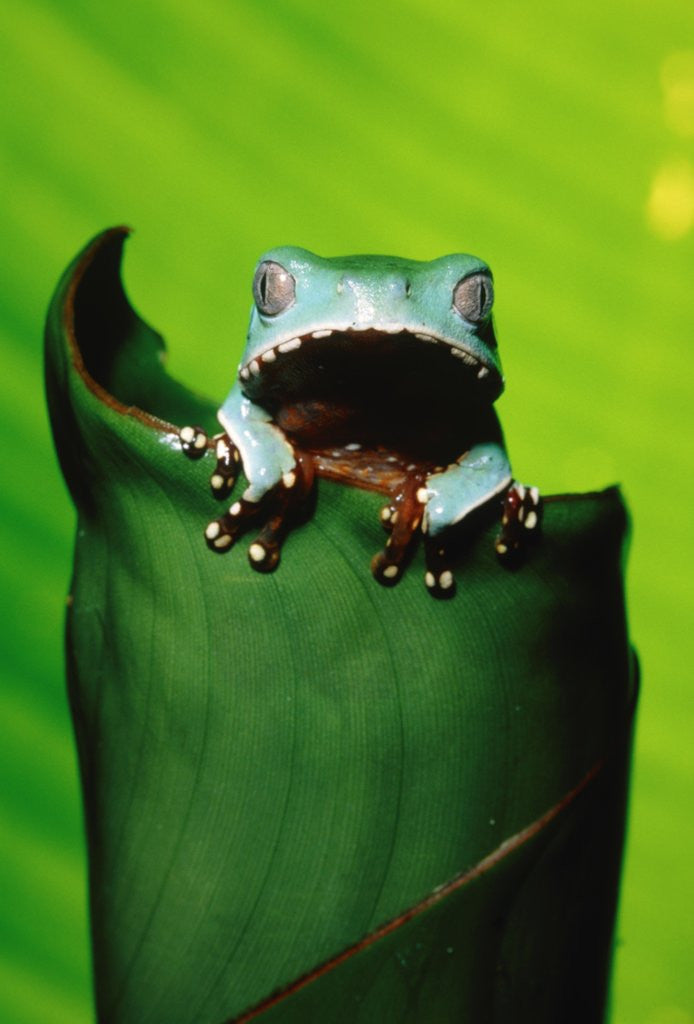 Detail of Two-colored tree frog on leaf by Corbis