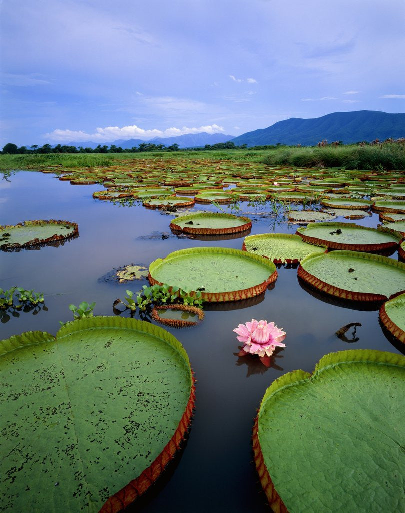 Detail of Water lily leaves with pink flower, Pantanal, Brazil (near Paraguay River) by Corbis