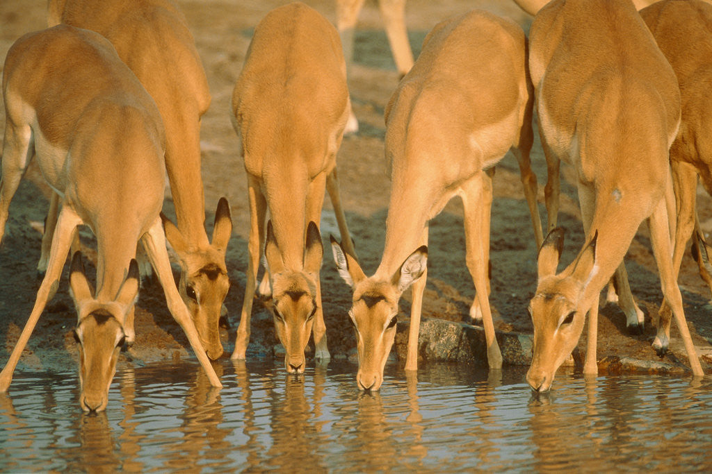 Detail of Several impalas drinking at a watering place (Botswana) by Corbis