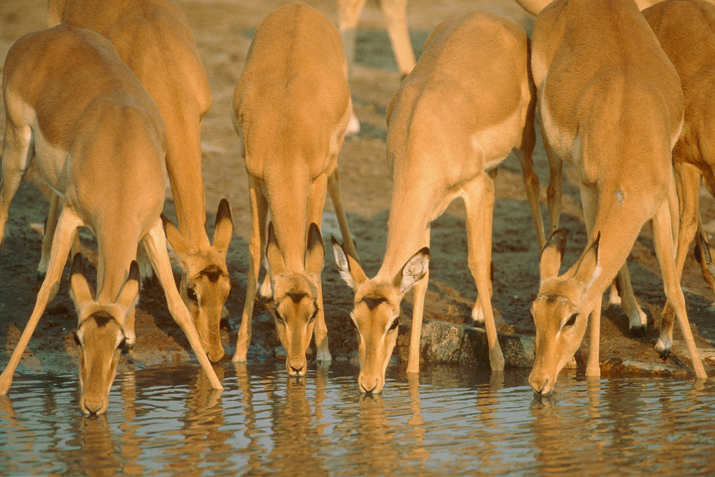 Detail of Several impalas drinking at a watering place (Botswana) by Anonymous