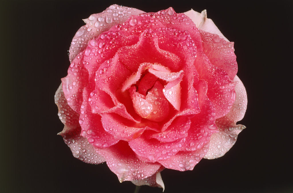 Detail of Rose in front of a black background by Anonymous