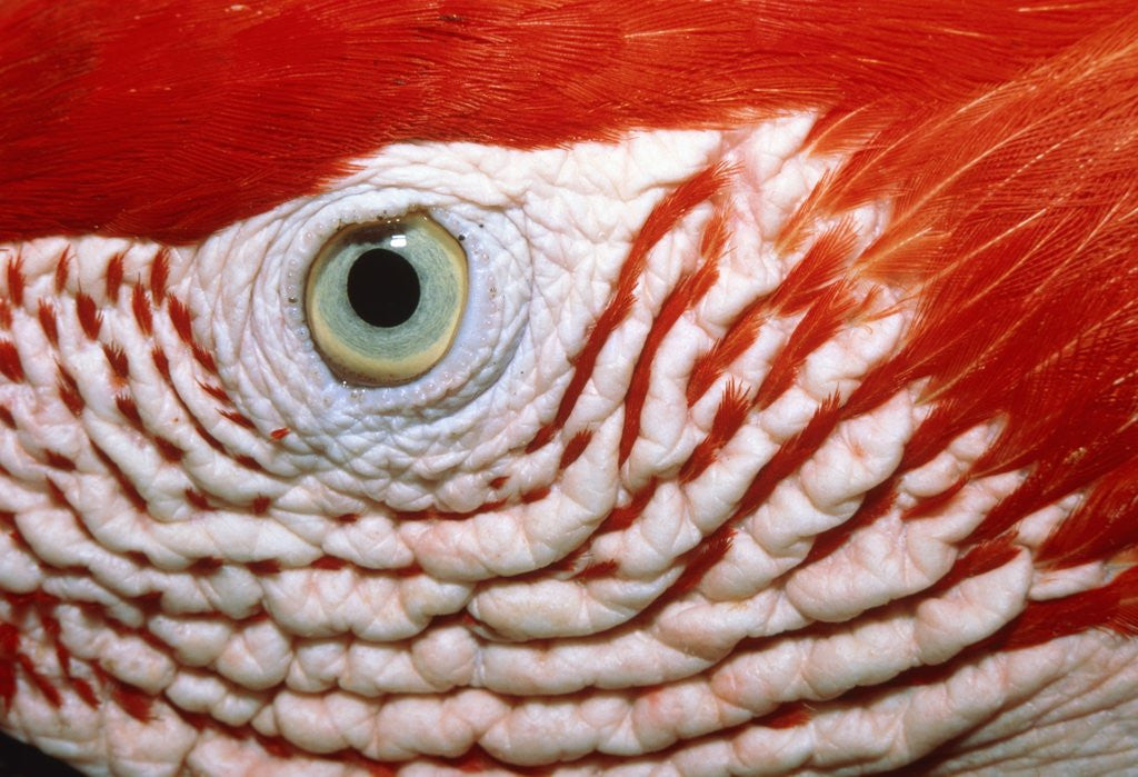 Detail of Eye of scarlet macaw by Corbis