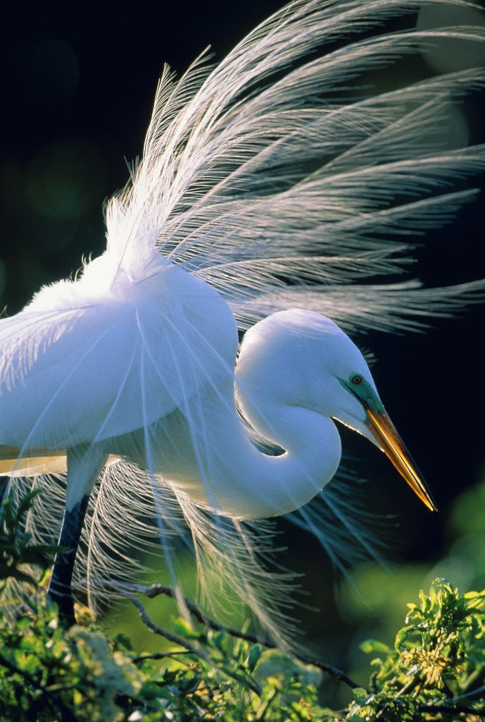 Detail of Great egret by Anonymous