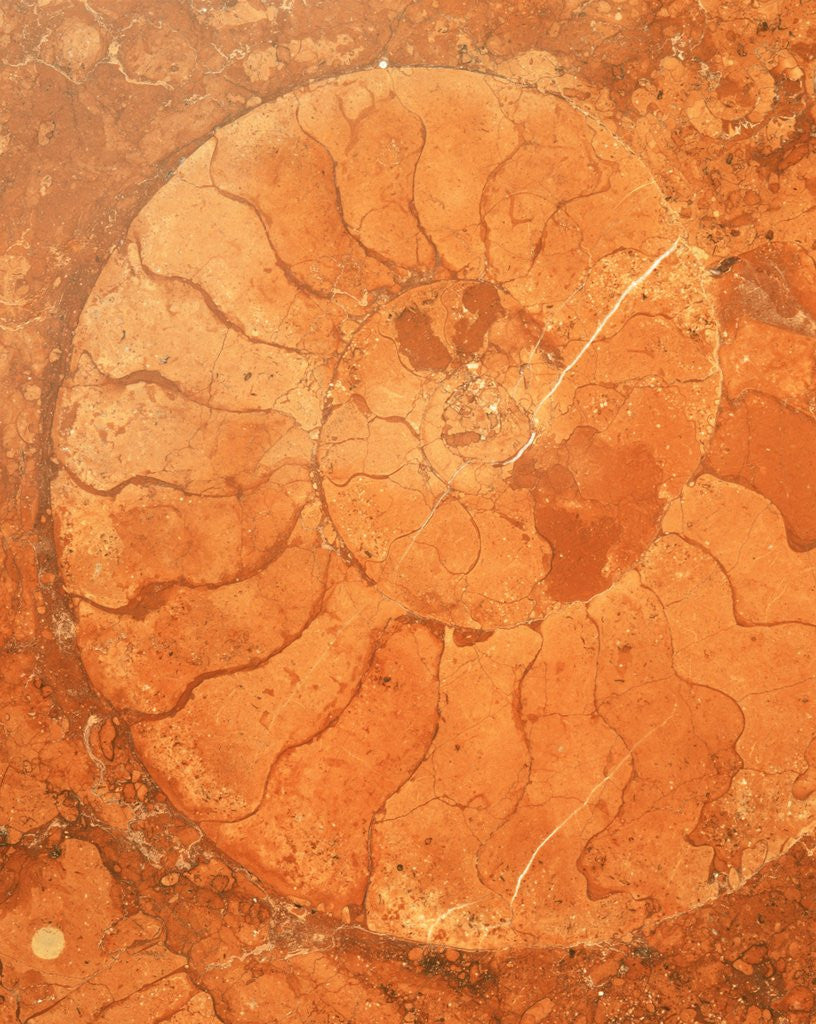 Detail of Fossil in red-brown marble by Anonymous