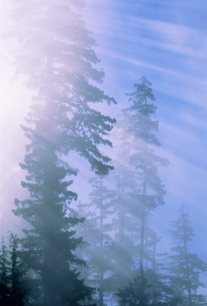 Detail of USA, California, Redwood National Park, forest and sun rays by Anonymous