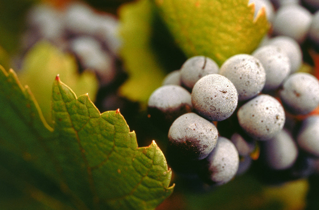 Detail of Bunch of grapes by Corbis