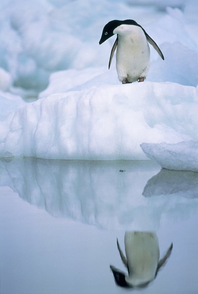 Detail of Adelie penguin on ice floe by Anonymous