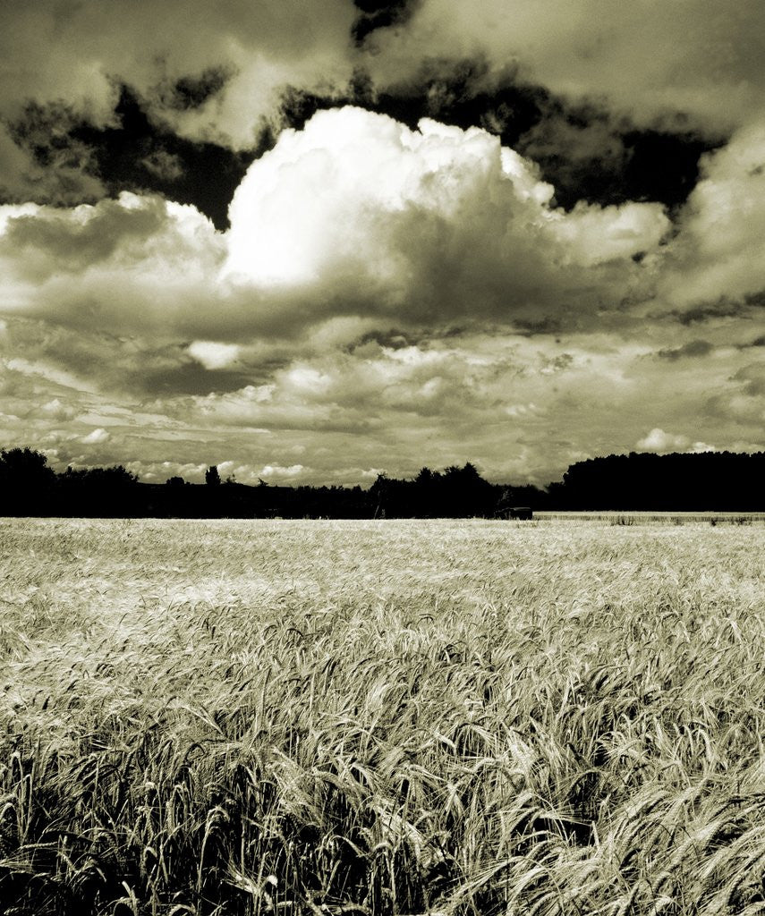 Detail of Field Under Cloudy Sky by Anonymous