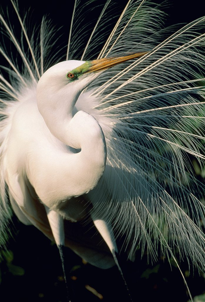 Detail of Great egret by Anonymous