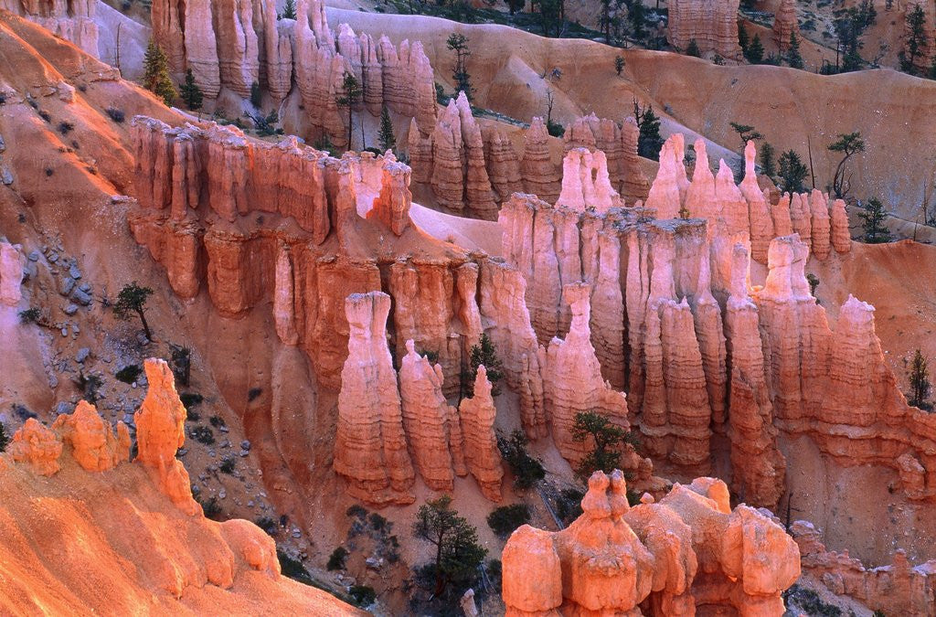 Detail of USA, Utah, Bryce Canyon by Corbis