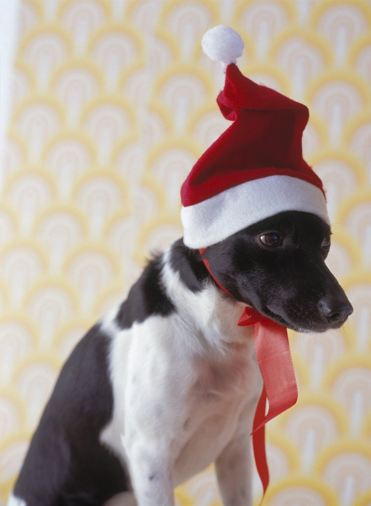 Detail of Dog Wearing Santa Hat by Corbis