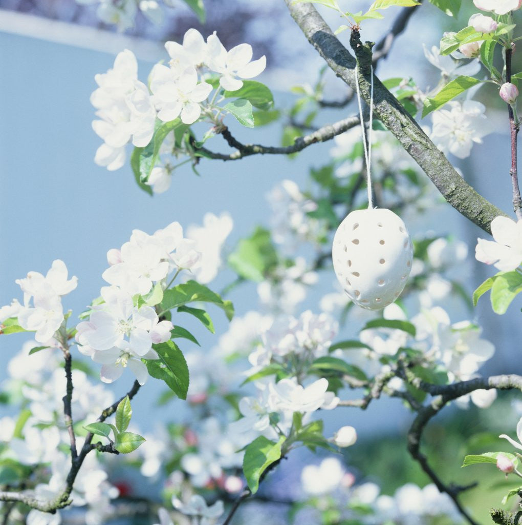Detail of Easter Egg on Flowering Branch by Anonymous