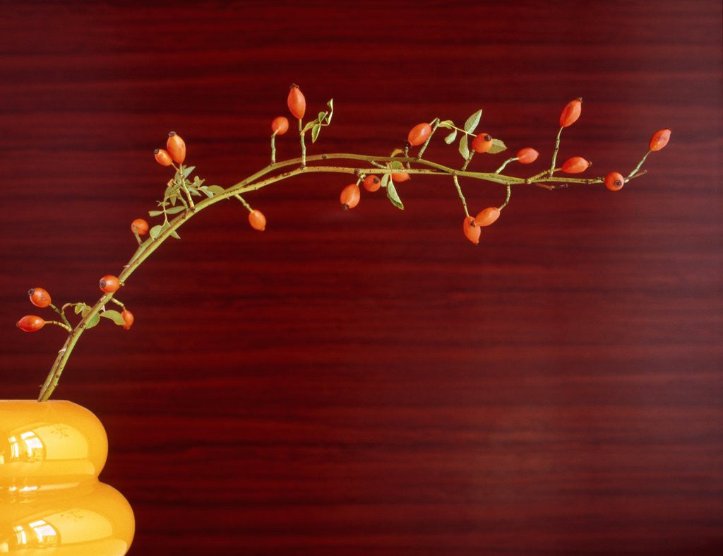 Detail of Twig with rose hips in vase by Anonymous