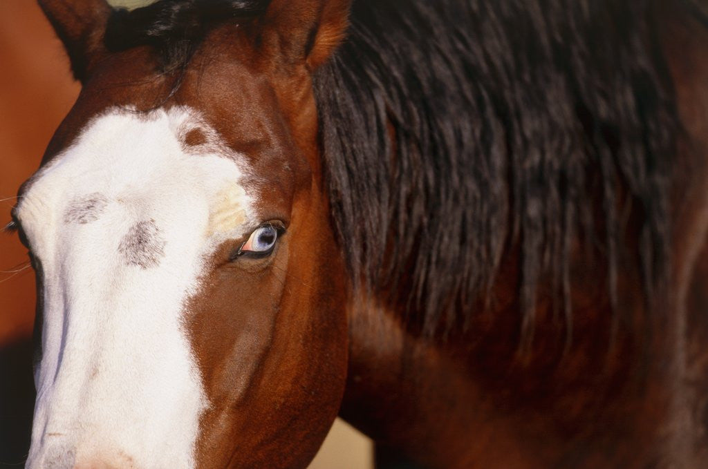 Detail of Horse, (Oregon, USA) by Anonymous