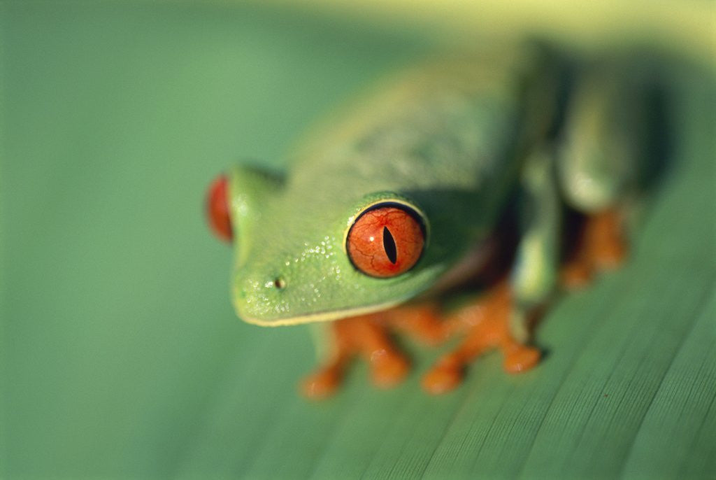 Detail of Red Eyed Tree Frog by Corbis