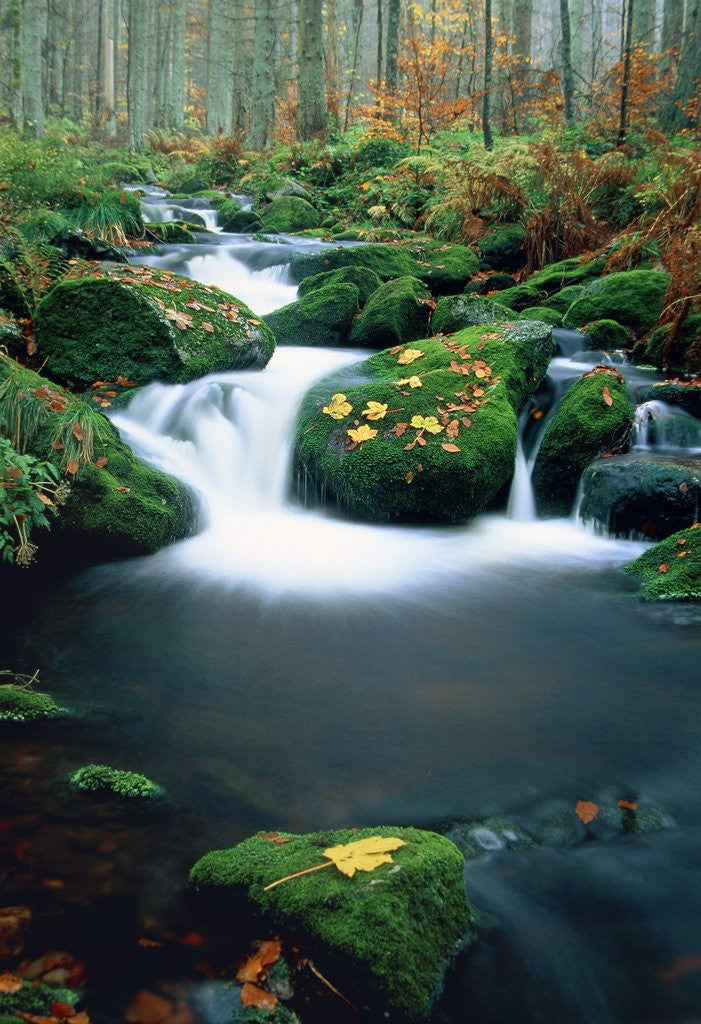 Detail of Stream with leaves on mossed stones, Bavarian forest by Anonymous