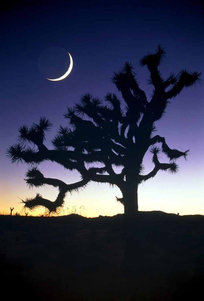Detail of Joshua National Park at night by Anonymous
