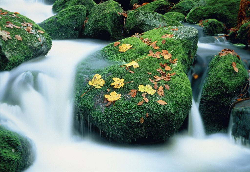 Detail of Stream with leaves on mossed stones, Bavarian forest by Anonymous