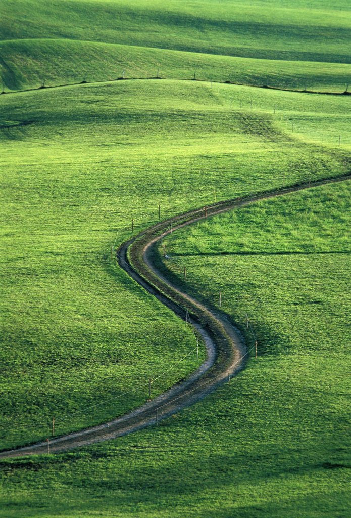Detail of Country lane winding through meadow in the Allgaeu Alps by Anonymous