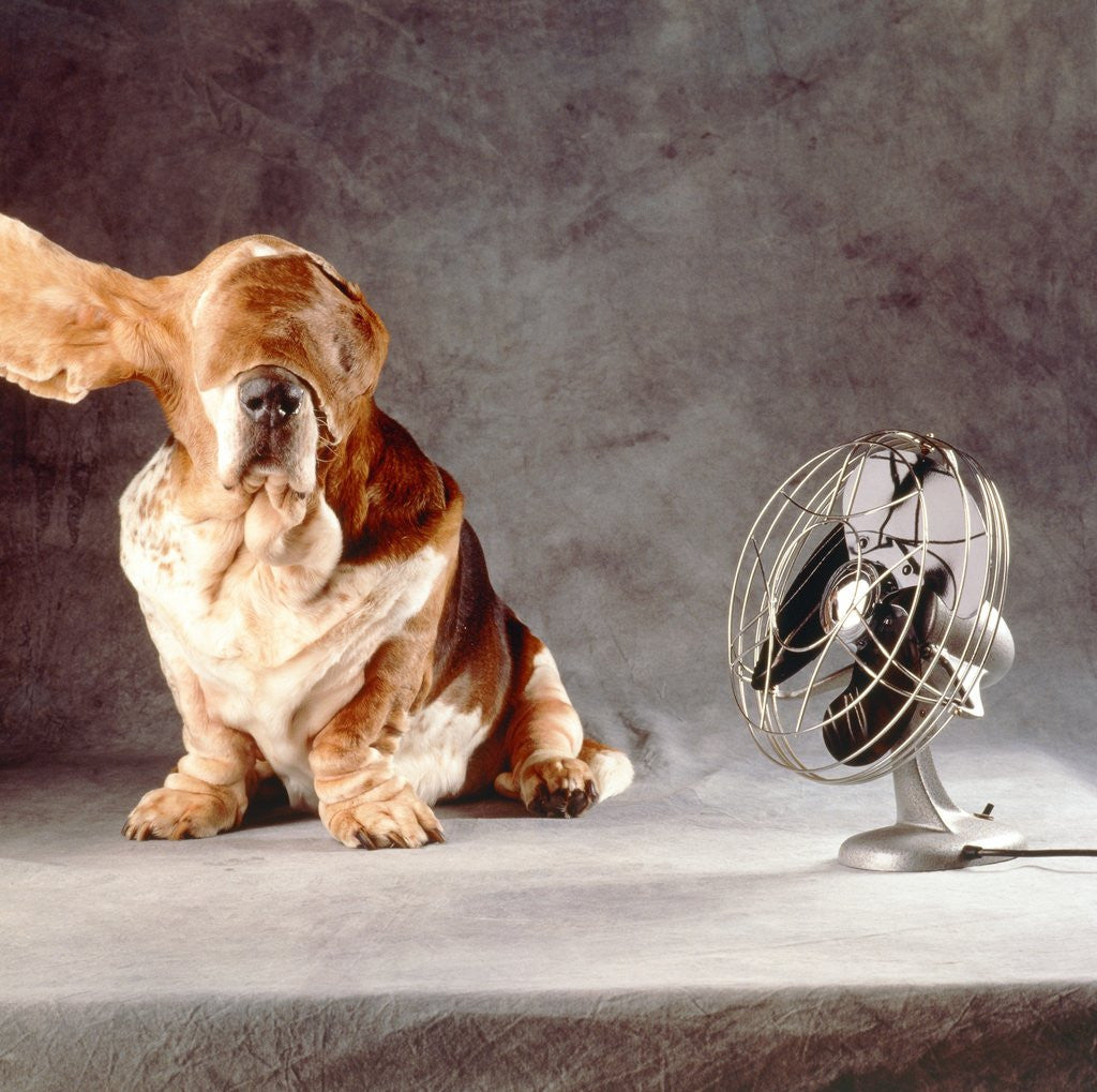 Detail of A basset who is sitting with 