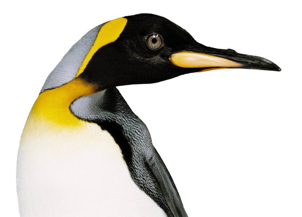 Detail of King penguin by Anonymous