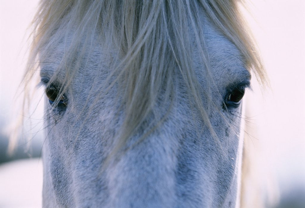 Detail of Camargue Horse by Anonymous