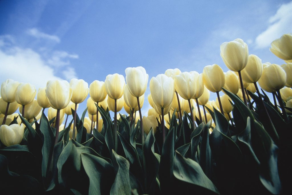 Detail of Blooming yellow tulips by Anonymous