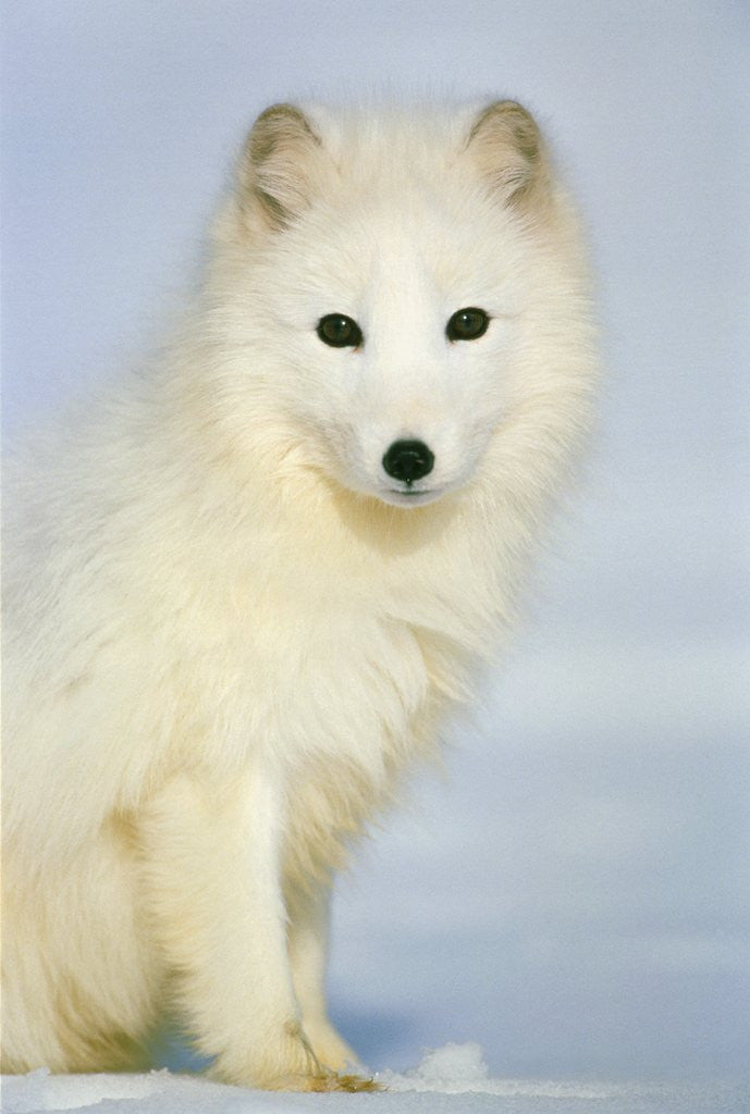 Detail of Polar fox sitting in the snow by Corbis