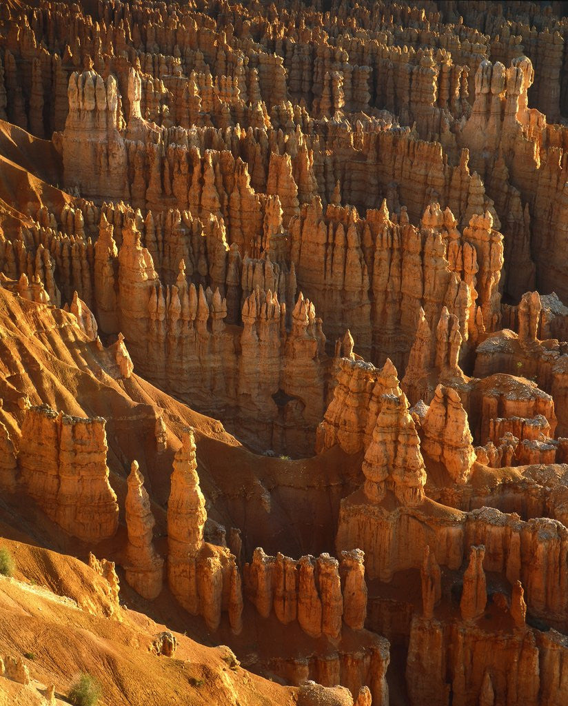 Detail of USA, Utah, Bryce Canyon by Anonymous