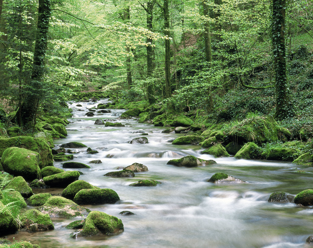 Detail of Forest creek with deciduous forest in the Black Forest, Germany by Corbis