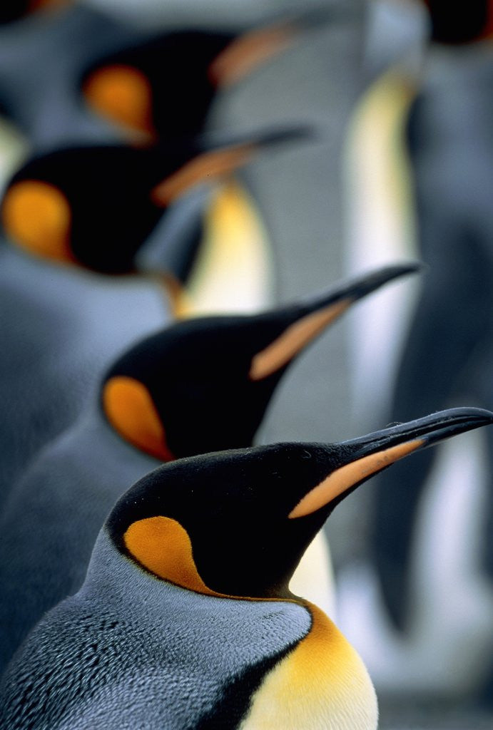 Detail of Group of king penguins by Anonymous