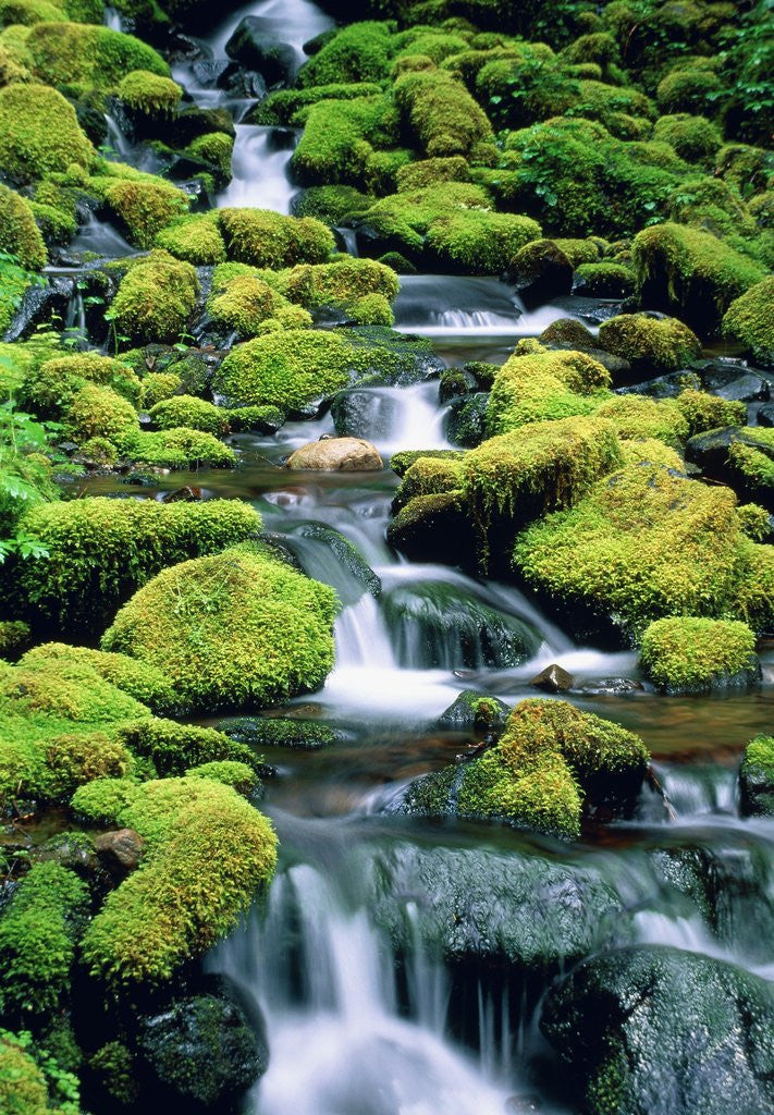 Detail of USA, Washington, Olympic National Park, creek with moss and rocks by Anonymous