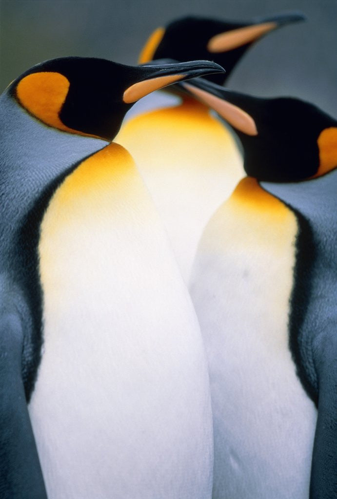 Detail of Three king penguins by Anonymous